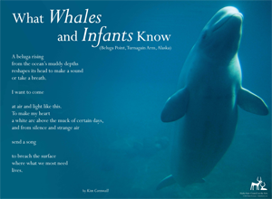 What Whales and Infants know